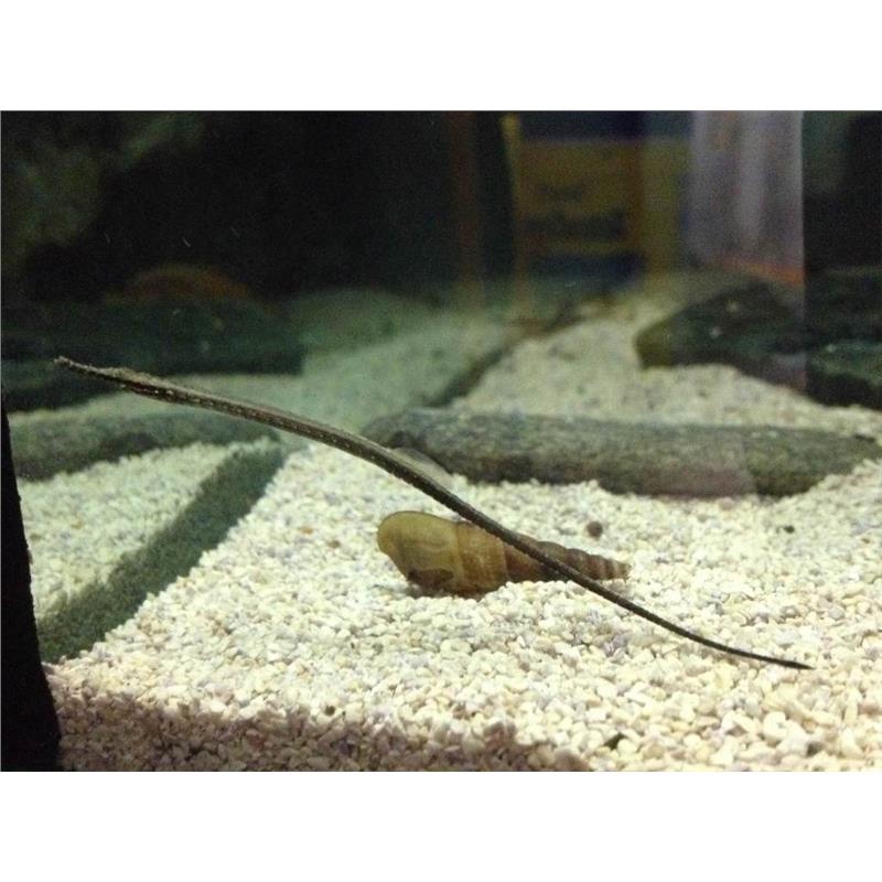 Doryichtys boaja - imagine 3